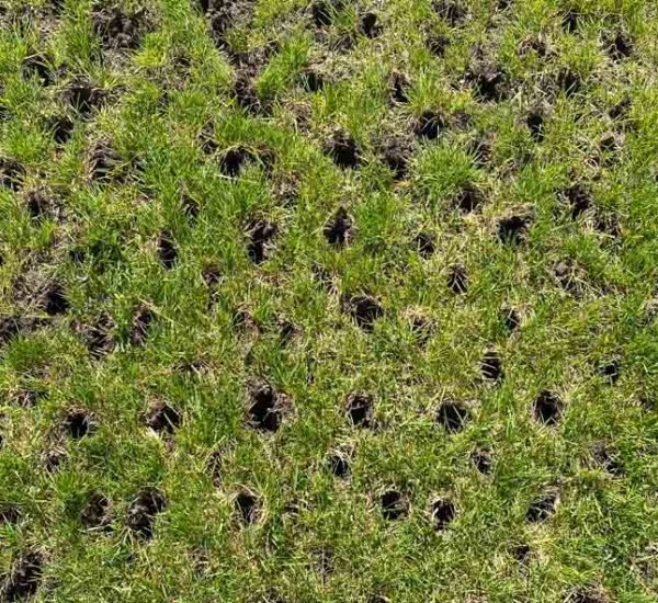 66ec2c59b1b52b5cb3ce84ee_66ec29c065187fe38781d402_holesfromcoreaeration